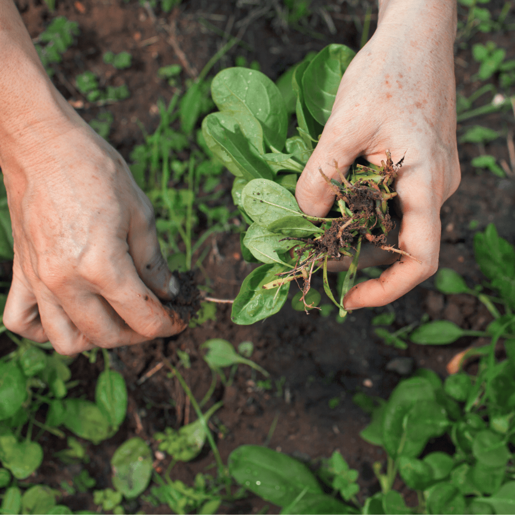 Horta promove bem-estar e&nbsp;integração